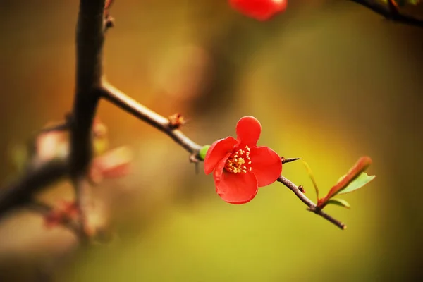 Kukkivat Pensas Japanin Kvitteni Keväällä Puutarhassa Herkkä Kirkkaan Punaisia Kukkia — kuvapankkivalokuva