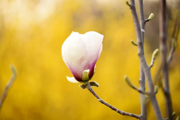 Delicate blooms of pink magnolia flowers in a spring garden against a background of flowering bright yellow bushes. Floral natural seasonal background of pink magnolia flowers. Art photo. — Stock Image Delicate Blooms Pink Magnolia Flowers Spring Garden Background Flowering Bright Royalty Free Stock Photos