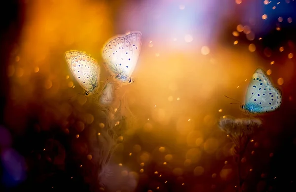 抽象的艺术图片一个神奇的自然世界 蝴蝶和闪闪发光的泡菜 — 图库照片