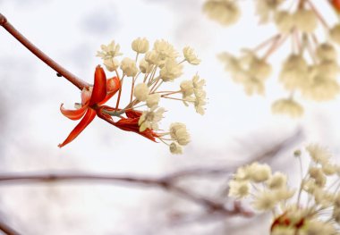 İlkbaharda akçaağaç çiçeği. Yakın plan..