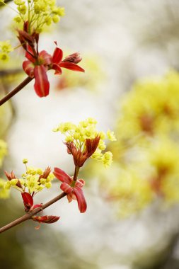 İlkbaharda akçaağaç çiçeği. Yakın plan..