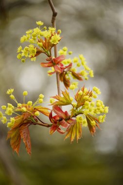 İlkbaharda akçaağaç çiçeği. Yakın plan..
