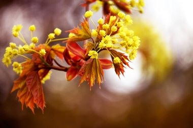 İlkbaharda akçaağaç çiçeği. Yakın plan..