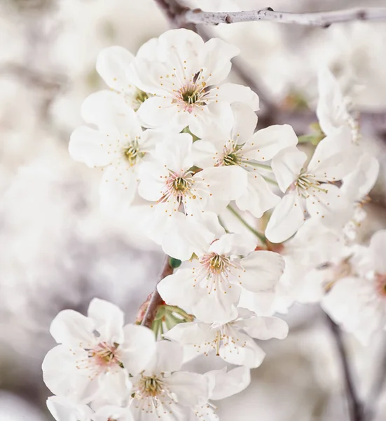 Bujné Kvetoucí Třešně Zahradě Bílé Jemné Třešňové Květy Květinové Sezónní — Stock fotografie