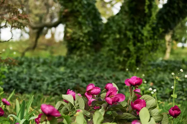 Pivoines Violettes Dans Jardin Parmi Les Arbres Couverts Lierre — Photo