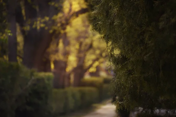 Shady Green Alley Conifers Other Trees — Stock Photo, Image