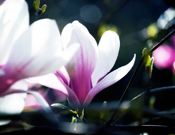 분홍빛의 꽃들은 정원의 어두운 가까이 장미꽃 — 스톡 사진
