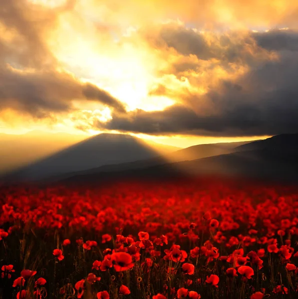 Campo Com Flores Papoilas Vermelhas Pôr Sol Fundo Pico Montanha — Fotografia de Stock