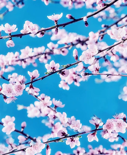 Vacker Blommig Våren Abstrakt Bakgrund Naturen Filialer Blommande Körsbär Persika — Stockfoto