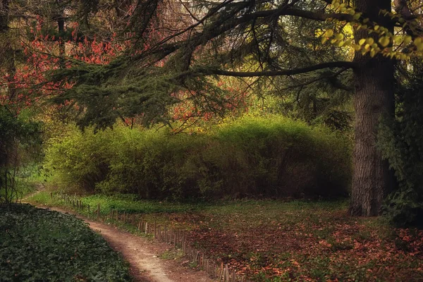 Shady Overgrown Garden Spring Path Conifers — Stock Photo, Image