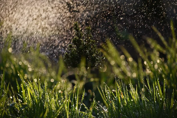 Grass in sparkling dew and a small spruce droplet during the summer rain and sun.