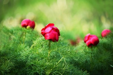 Bahçede mor şakayıklar.