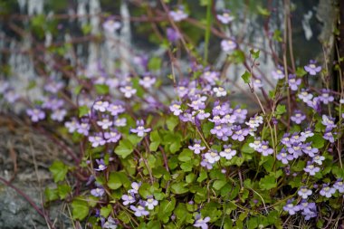 Eski bir serada küçük leylak çiçekleri açıyor..