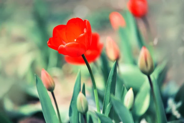 Красные Цветы Тюльпаны Весеннем Саду — стоковое фото
