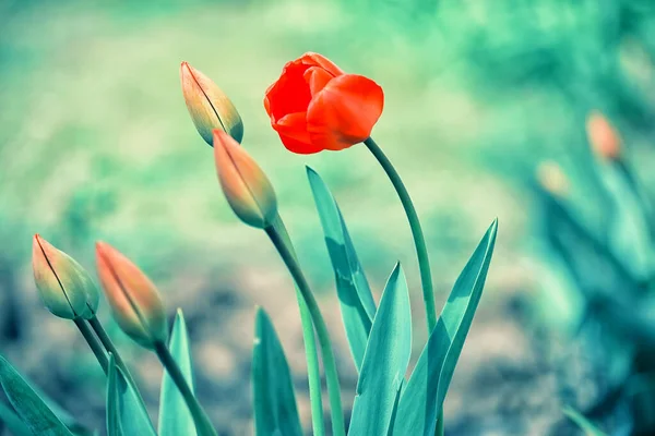 Красные Цветы Тюльпаны Весеннем Саду — стоковое фото