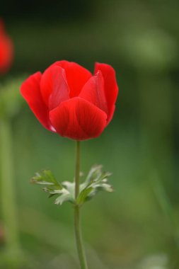 Bahçede kırmızı şakayık çiçeği var. İlk bahar çiçekleri.