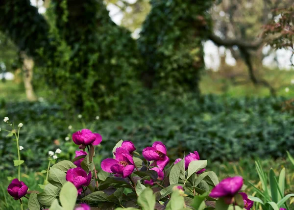 Pivoines Violettes Dans Jardin Parmi Les Arbres Couverts Lierre — Photo