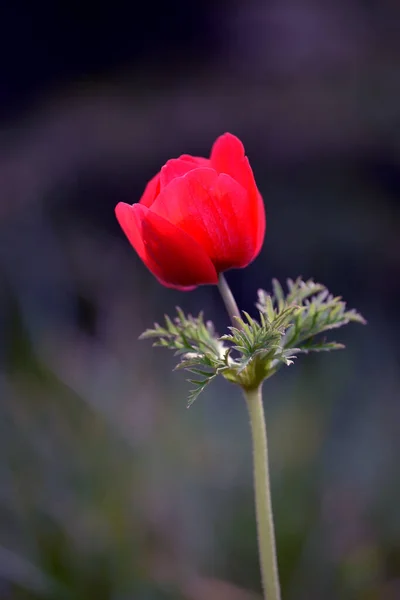 Flor Anémona Roja Cerca Jardín Las Primeras Flores Primavera —  Fotos de Stock