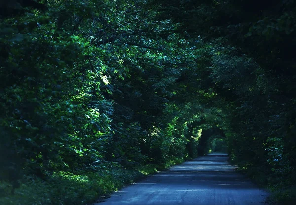 Road Green Tunnel Tree Branches Selective Soft Focus — Stock Photo, Image