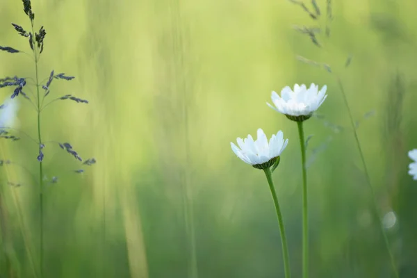 Tender Two Daisy Flowers Green Meadow — Stock Photo, Image