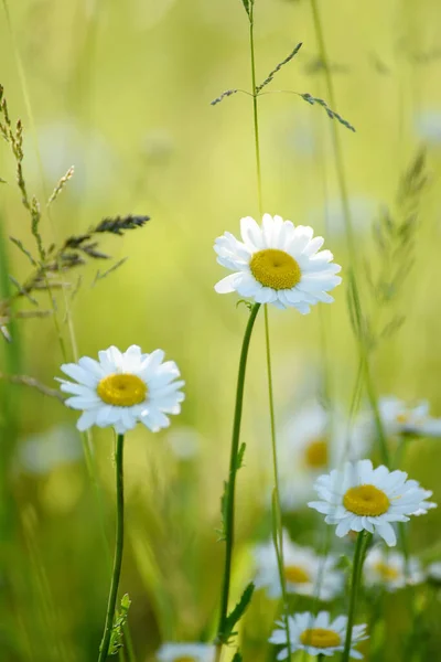 Saftig Blühende Gänseblümchen Auf Der Wiese — Stockfoto