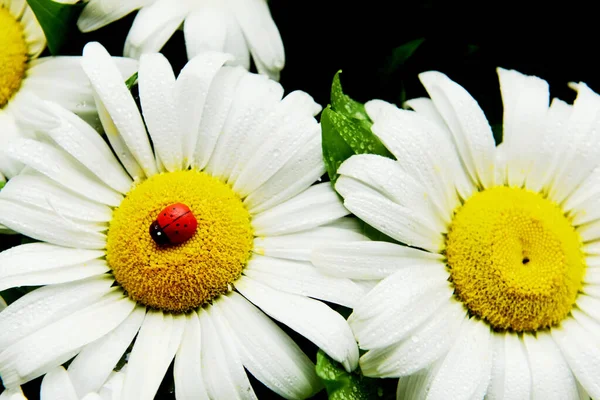 Ніжні Квіти Ромашки Крупним Планом Квітковий Фон Білих Ромашок — стокове фото