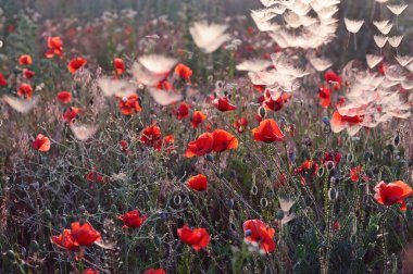 Kırmızı gelincikler ve karahindiba çiçekleri, yaz otlağında havada uçuşan beyaz tüyler. Seçici yumuşak odak.