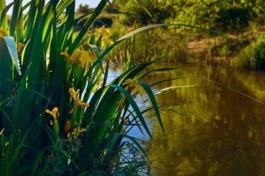 Nehirde yabani çiçekler sarı irisler. Bir yaz, bahar günü, aşırı büyümüş yeşil bankaları olan bir nehir..