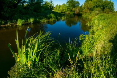 Bir yaz, bahar günü, aşırı büyümüş yeşil bankaları olan bir nehir..