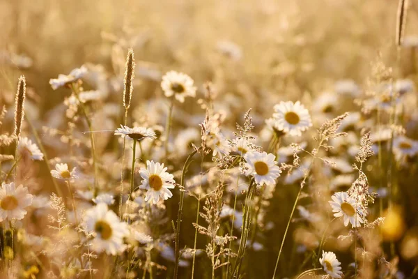 Margaritas Campo Prado Mañana Una Suave Mañana Verano Campo — Foto de Stock