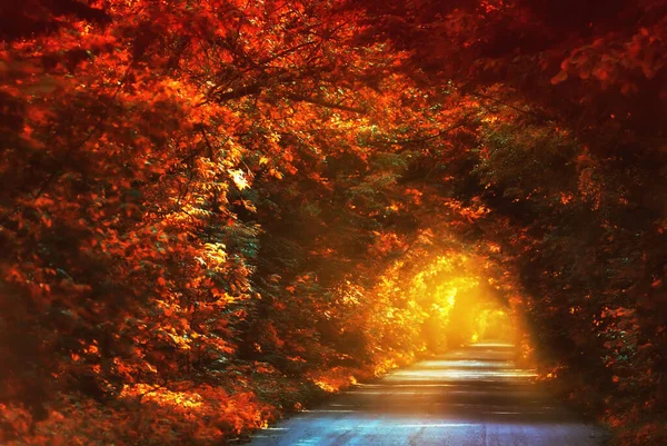 Road Yellow Trees Creating Arch Autumn Time Yellow Tunnel Tree — Stock Photo, Image