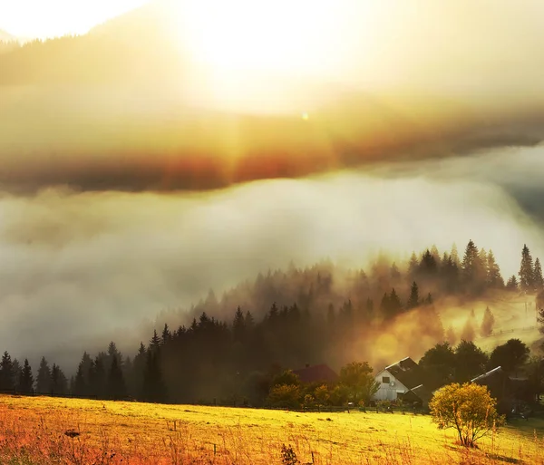 Gyönyörű Napfelkelte Hegyekben Fog Firs Ködben Hegy Tetején Felkelő Nap — Stock Fotó