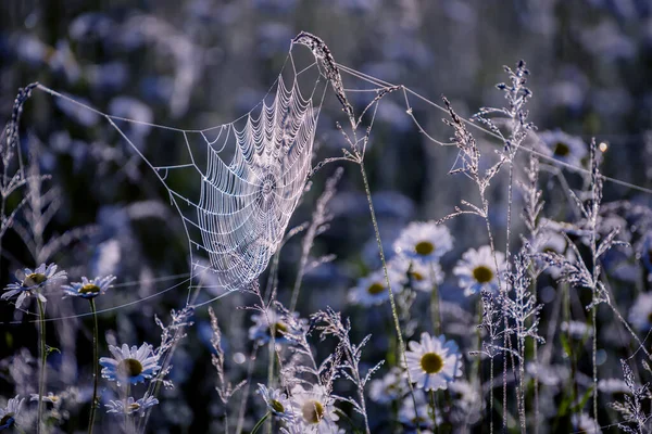 Zarte Gänseblümchenblümchen Spinnennetzen Frühmorgens Auf Einer Wiese Nebel — Stockfoto