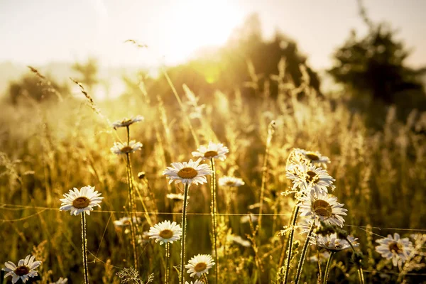 Percorso Campo Nebbioso Con Fioritura Diversi Fiori Selvatici Primavera Sole — Foto Stock