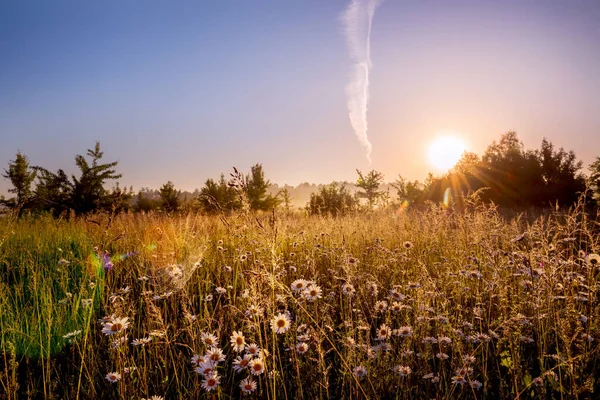 Path in a foggy field with blooming different wildflowers in spring. The sun rising in the fog over the horizon. Beautiful landscape in the early summer morning.