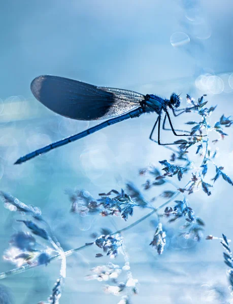 Libelle Funkelndem Tautropfen Unter Dem Glitzernden Gras Von Der Sonne — Stockfoto