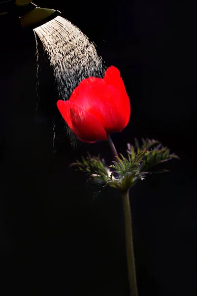 Piros Anemone Virág Fekete Háttérrel Folyó Víz Alatt Lágy Szelektív — Stock Fotó