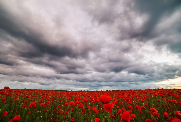 Campo Con Amapolas Rojas Florecientes Cielo Dramático —  Fotos de Stock