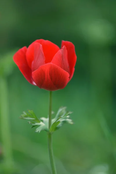 Hermosa Flor Anémona Roja Sobre Fondo Jardín Verde Prímulas —  Fotos de Stock