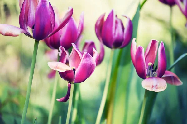 Bunt Blühende Tulpen Garten — Stockfoto