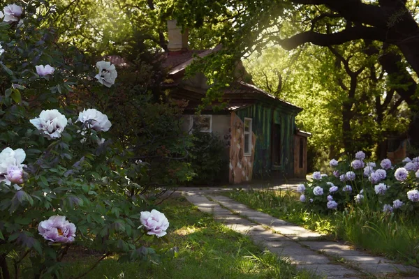 Flowering bushes of flowers of tree peonies in the garden and an old house.