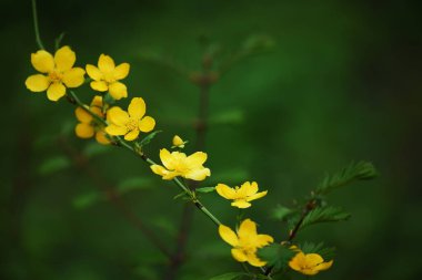 Yeşil arka planda sarı narin çiçekli bir dal. Çok yumuşak seçici odak.