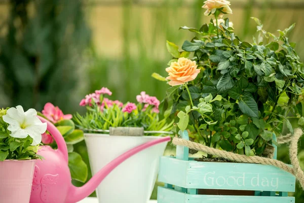 Different flowers in pots and drawers and a garden watering can in the spring garden.