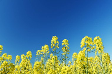 Baharda parlak sarı kolza tohumu çiçekleri güneşli bir günde mavi gökyüzüne karşı.