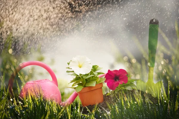 Mudas Flores Petúnias Uma Pilha Terra Ferramentas Jardim Contra Fundo — Fotografia de Stock