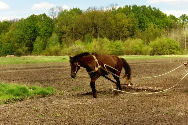 Ein Dunkles Pferd Mit Einem Gerät Zur Bodenbearbeitung Steht Auf — Stockfoto