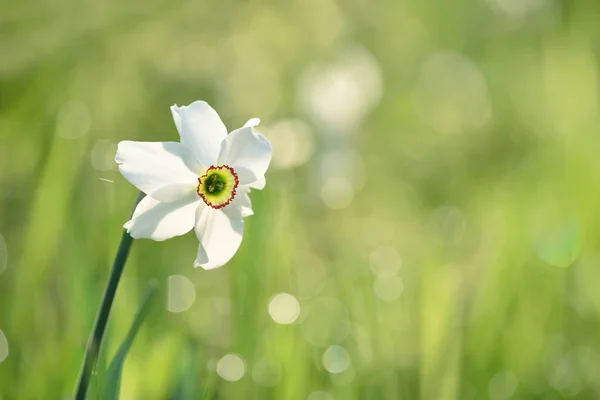 Daffodil Flower Green Meadow Pastel Bokeh Background Spring Garden — Stock Photo, Image