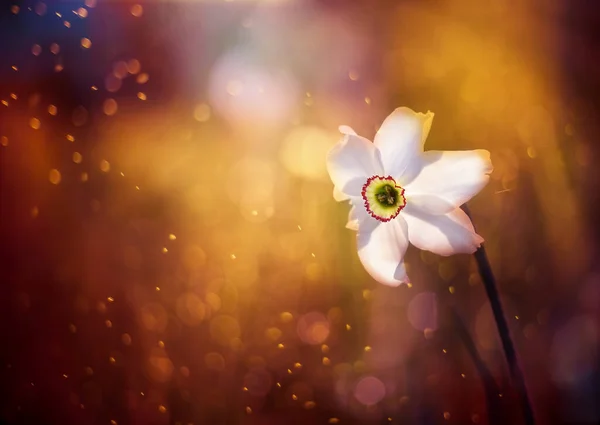 Daffodil Flower Green Meadow Bokeh Background Spring Garden Dark Magic — Stock Photo, Image