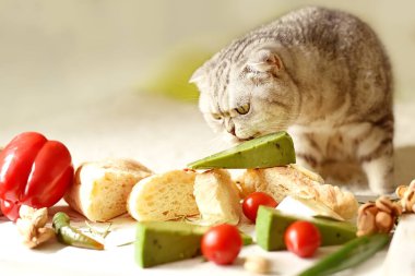 Çizgili gri katlı kedi peynir yalıyor. Peynir, ekmek ve sebzelerle dolu bir hayat ve neşeli bir kedi..