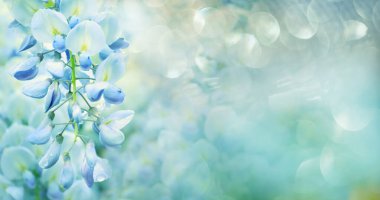 Wisteria çiçekleri. yumuşak nazik odaklanma.